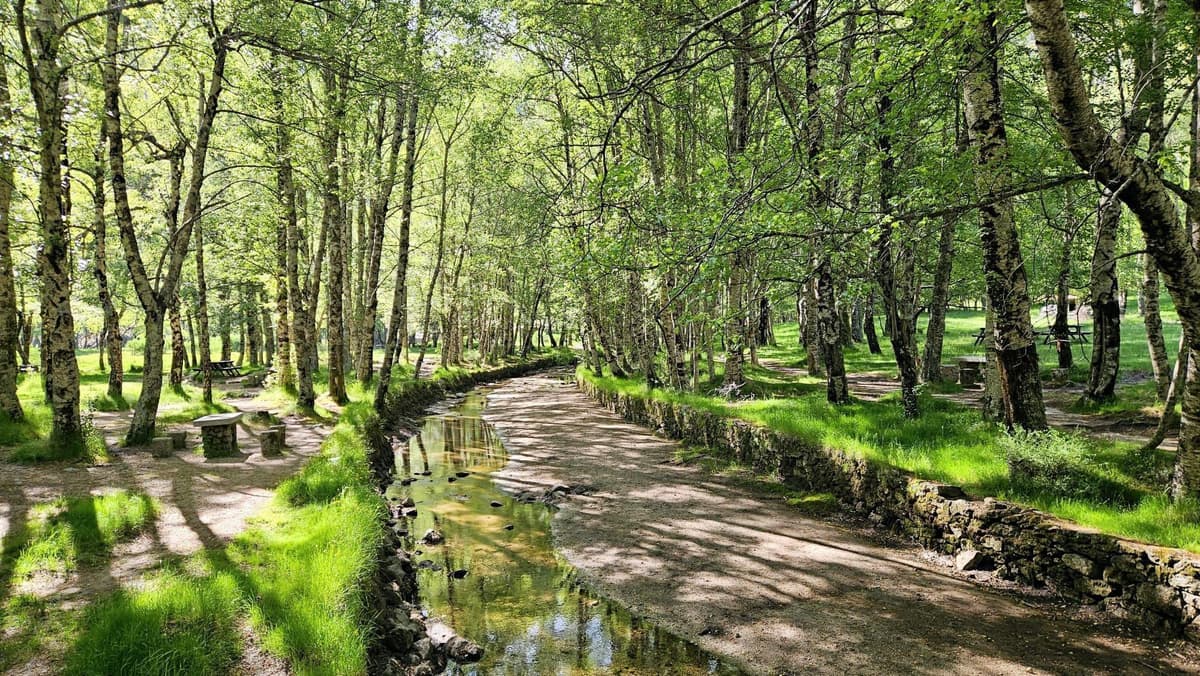 O bosque de vidoeiros e a ribeira no Covão d'Ametade, no vale do Zêzere