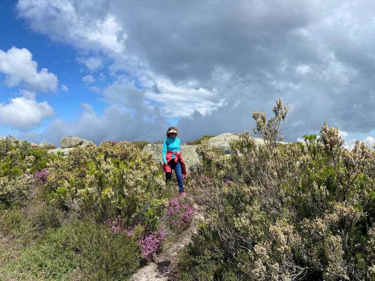 Uma visitante a caminhar por urze em flor no planalto alto